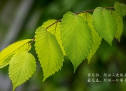 开云官网-沙漠风暴席卷北欧，阿联酋如何用现代足球哲学碾压冰岛，戴维斯点亮D组唯一奇迹