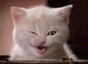 开云体育-双线叙事，当F1引擎在窗外咆哮时，迪巴拉在屏幕里终结了悬念