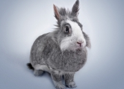 开云-布克与三分雨，当个人英雄主义成为最完美的战术