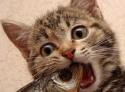 开云体育-戈贝尔式铁壁，当辽粤争霸遇见防守的艺术