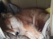 开云体育平台APP-油门踩到底，疆域重新定义，F1轰鸣与篮球撞击合奏的新时代序曲