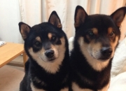 开云体育平台APP-猛龙晋级夜，最高评分属于败方霍勒迪，当唯一输家赢得所有尊重