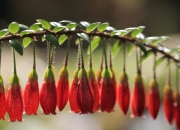 开云体育APP下载-双重奏，当非洲搅局者轻取意甲豪门，英超征服者正接管冠军悬念