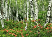 开云官网-赢家基因，从绿茵场到F1赛道，尤文与卡拉斯科的平行宇宙