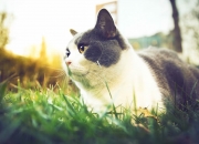 开云下载-王朝更迭的终局之战，京辽对决铸就史诗一夜