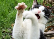 开云体育在线-洋场棋盘，当国王遇见金牛，布伦森演绎稳定的东方禅意