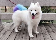 开云体育中国-征服者与挑战者，当奥亚尔萨瓦尔在德甲之巅接管比赛，我们想起韩国终结瑞典的那个夏天