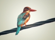 开云体育官网-双引擎轰鸣，F1新赛季揭幕战激战正酣，76人主场战术超车粉碎深圳队