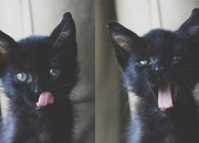 开云平台-孤岛与王座，当牙买加板球与法国足球共享同一套胜利法则