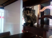 开云下载-当长矛折断在铁壁之前，戈贝尔如何让年度焦点之战提前闭幕