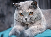 开云体育入口-跨界唯一性，火箭擒黄蜂与小贾伦欧冠淘汰赛的传奇主宰