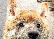 开云-冰与火之歌，国王团队寒流冻结活塞，拉文冠军级火焰燃亮联盟