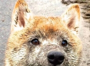 开云-冰与火之歌，国王团队寒流冻结活塞，拉文冠军级火焰燃亮联盟