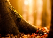 开云sport-费城风暴席卷辽宁队，贝恩单节14分导演逆转好戏