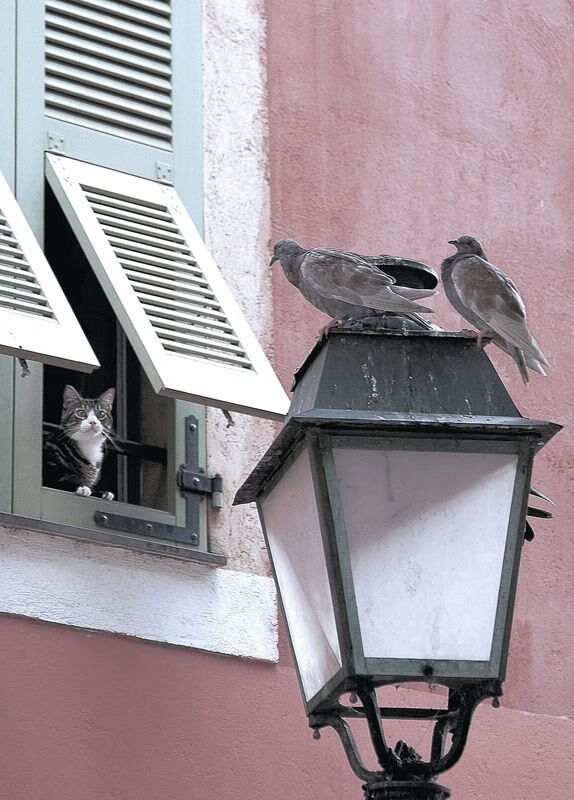 跨界对决，辽宁队带走独行侠，班凯罗赛后评分拉满