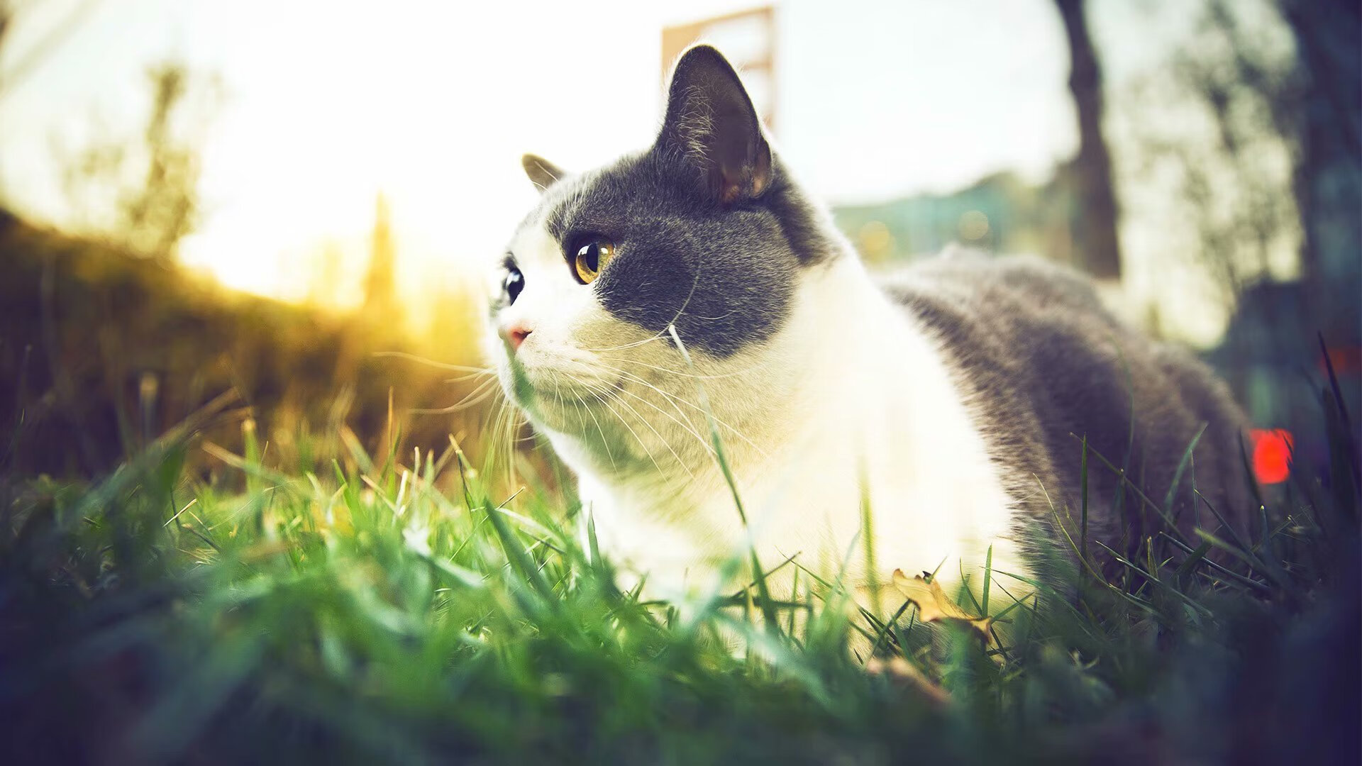 伦纳德全能爆发！尼克斯决胜局险胜76人晋级