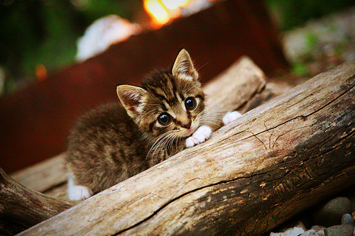 约基奇焦点战证明自我，掘金淘汰赛强势过关森林狼