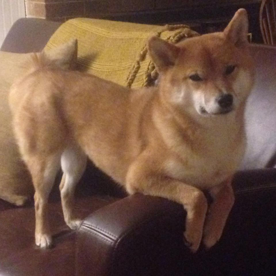 德罗赞撕裂森林狼，北京队跨联盟奇迹的钢铁证明