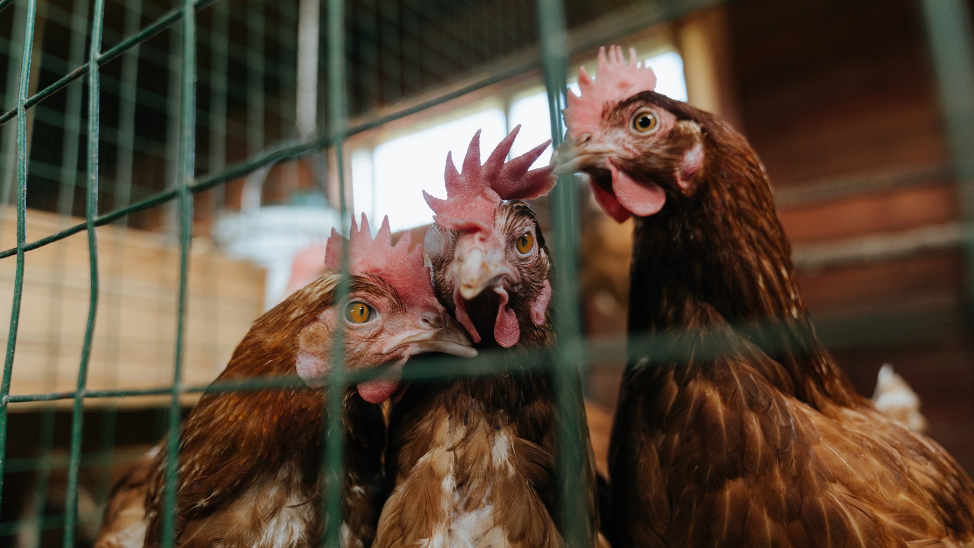字母哥空降五棵松震撼救场,北京队奇迹逆转骑士,书写跨界篮球传奇