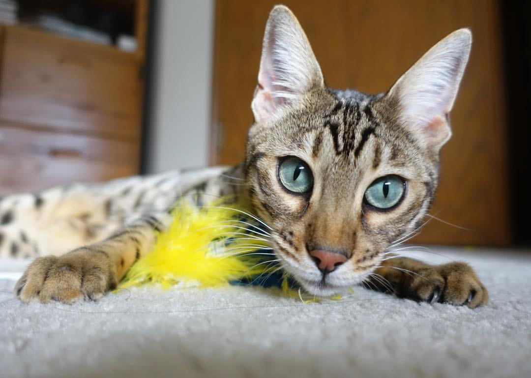 跨越足坛版图的意外主宰者,黄喜灿照亮埃及与尤文的非常规对决