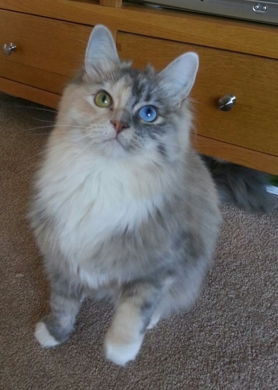 艺术与绞杀,佛罗伦萨如何用维尼修斯的尖刀刺穿土耳其防线