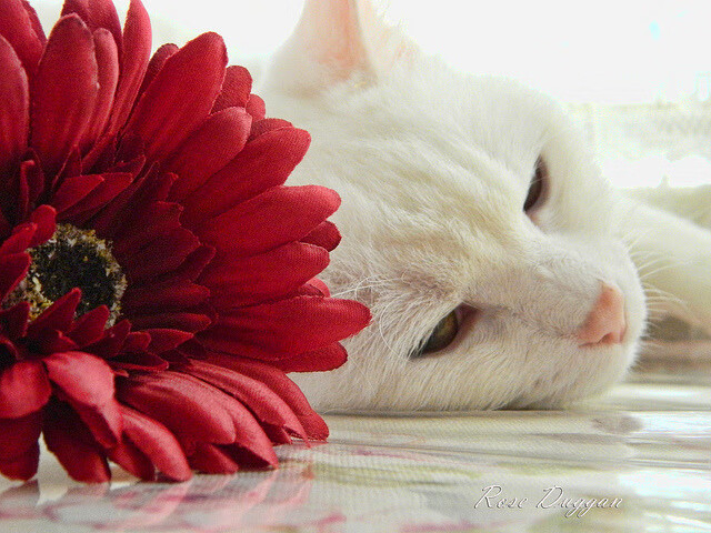 从月光下的伯纳乌到朝阳下的CBA,竞技之火在时差中接力燃烧