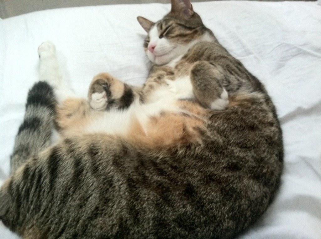 跨界之夜，当约基奇遇见F1街道赛