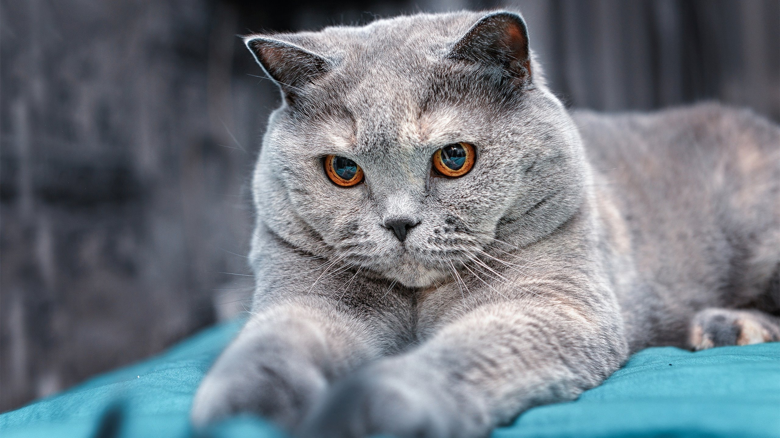 跨界唯一性，火箭擒黄蜂与小贾伦欧冠淘汰赛的传奇主宰