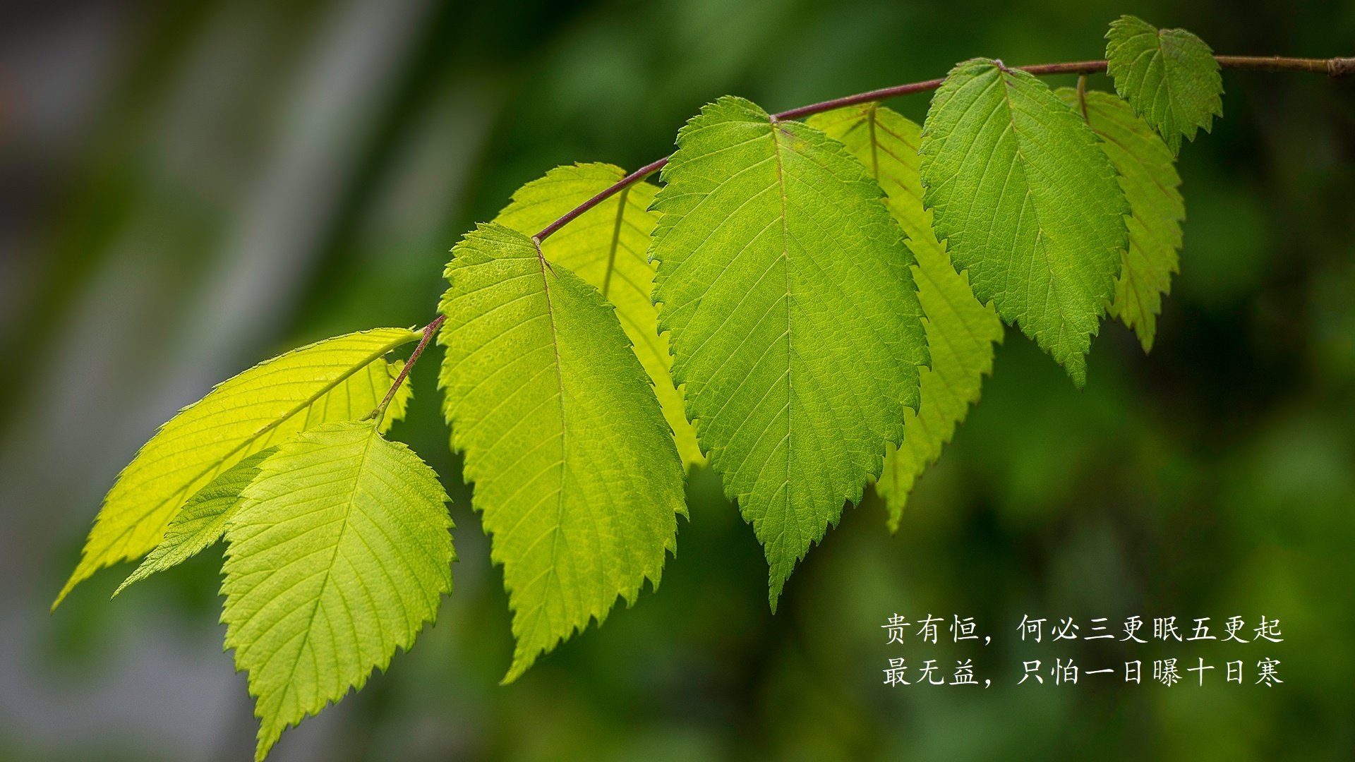 沙漠风暴席卷北欧，阿联酋如何用现代足球哲学碾压冰岛，戴维斯点亮D组唯一奇迹